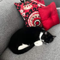 Photo of Munchkin Loves Apartment Living !