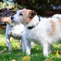 Photo of Oscar And Rocky Dumont