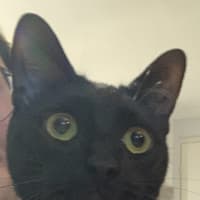 Photo of Milo