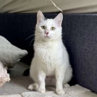 Photo of Kiwi 