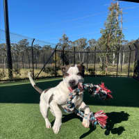 Photo of Iggle Piggle Imp 1690