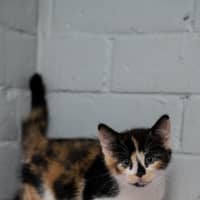 Photo of Topaz
