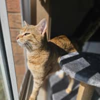 Photo of Willow