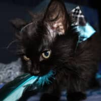 Photo of Electron