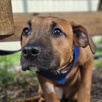 Photo of Honey