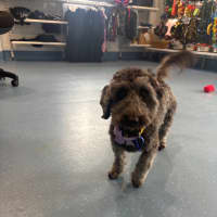 Photo of Nora   14 Month Old Dachshund X Poodle