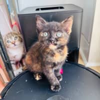 Photo of Gypsy 🧡