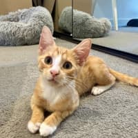 Photo of Teddy