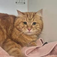Photo of Tinsel