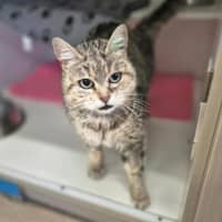 Photo of Nala