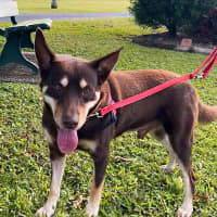 Photo of Drover