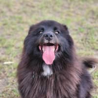 Photo of 👛 Fawn 6087 👛