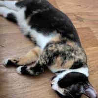 Photo of Dotti