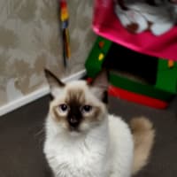 Photo of Zorro
