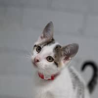 Photo of Daphne