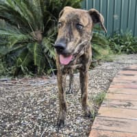 Photo of Buzz   9 Month Old Mixed Breed