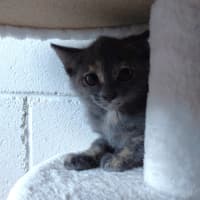 Photo of Blue