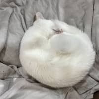 Photo of Snowy *9 Lives Project Rescue*