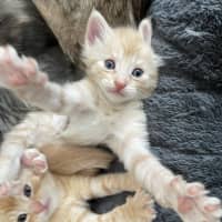 Photo of Apricot 🧡