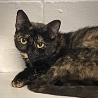 Photo of Rizzo
