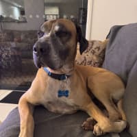 Photo of Duke *$250 Adoption Fee*