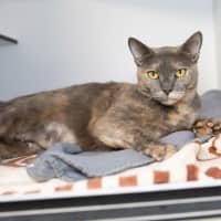 Photo of Coco