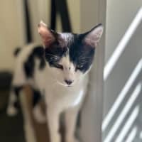 Photo of Sweetie