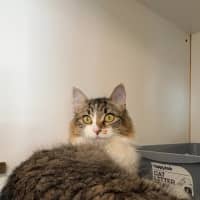 Photo of Luna
