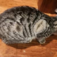 Photo of Cornelius   In Foster Care In Templestowe