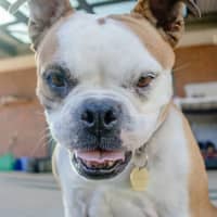Photo of Jessie 