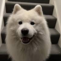 Photo of Loki   5 Year Old Samoyed