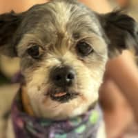 Photo of Mopsey & Topsey