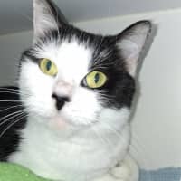 Photo of Sweetheart