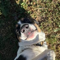 Photo of Beau