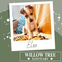 Photo of Elsa
