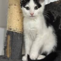 Photo of Smudge
