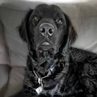 Photo of Kozzy 