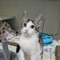 Photo of Marshmallow