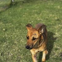 Photo of Piper (68887)
