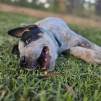 Photo of Tarrant Hightopp