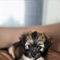 Photo of Mittens   8 Week Old Terrier X