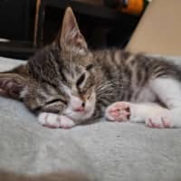 Photo of Dozer