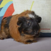 Photo of Tumbles And Rumbles