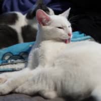 Photo of Lumi
