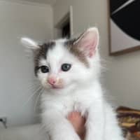 Photo of Albie