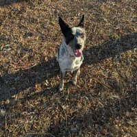 Photo of Pepper