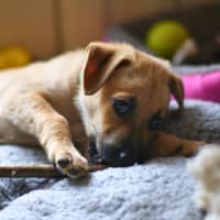 Photo of Sundae