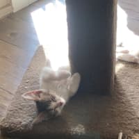 Photo of Moana   Meet Me At Petstock Chelsea