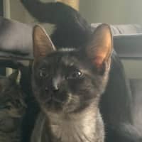 Photo of Ari