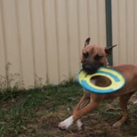 Photo of Piper